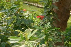 Jatropha integerrima